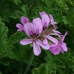 Pelargonium x asperum Kvet