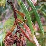 Cephalotaxus fortunei Frukt