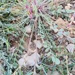 Astragalus incanus Habitus