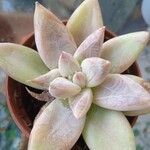 Echeveria tolimanensis Hoja