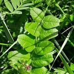 Vicia sepium पत्ता