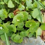 Claytonia rubra Blatt