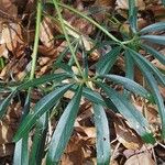 Helleborus foetidus Blad