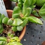 Glottiphyllum neilii पत्ता