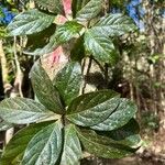 Cordia gerascanthus Blad