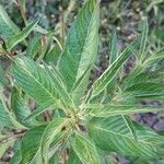 Ludwigia erecta Blatt
