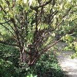 Prunus serrula Hábito