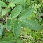 Schinus terebinthifolius Leaf