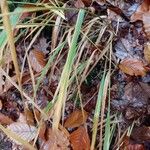 Festuca altissima Leaf