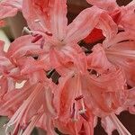 Nerine sarniensis Flor