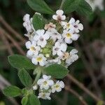 Lippia micromera Цвят