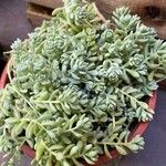 Sedum dasyphyllumLehti