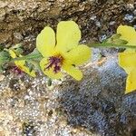 Verbascum cheiranthifolium Flors