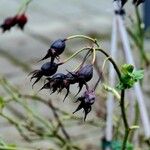 Rosa sempervirens Fruit