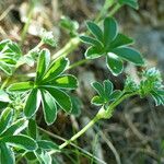 Potentilla alchimilloides Leaf