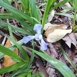 Cipura paludosa Blüte