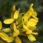 Coincya monensis Flower