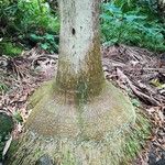 Acanthophoenix rubra 樹皮