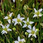 Sabulina verna Flor