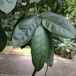 Ficus popenoei Leaf