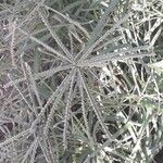 Eleusine indica Hoja