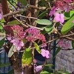 Hydrangea aspera Λουλούδι