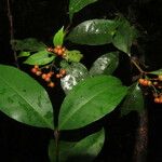 Ixora nicaraguensis Leaf