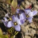 Gentianopsis crinita Λουλούδι