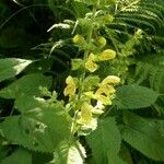 Salvia glutinosa Blüte