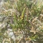 Arthrocnemum macrostachyum Likasa