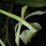 Epidendrum chlorocorymbos Kora