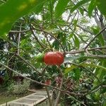 Cascabela gaumeri Fruit