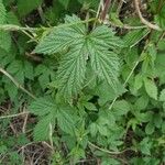 Humulus lupulusFolha