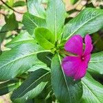 Catharanthus roseusЦветок