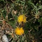 Centaurea solstitialisFruit