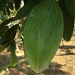 Cinnamomum verum Blatt