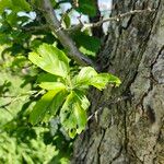 Crataegus punctata Hoja