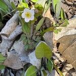 Anemonella thalictroides Flor