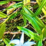 Angraecum mauritianum