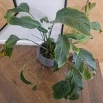 Spathiphyllum blandum Leht