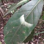 Ficus lutea Blatt