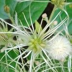 Clematis vitalbaŽiedas