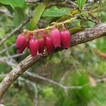 Agarista salicifolia Fruit