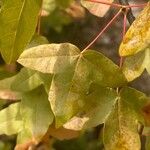 Acer monspessulanum Leaf
