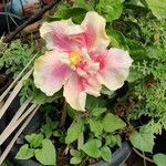 Hibiscus mutabilis Floare