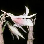Dendrobium draconis Fiore
