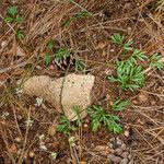 Conopodium majus Foglia