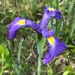 Iris tridentata Virág