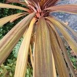 Cordyline australis Leaf