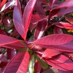 Photinia fraseri Лист